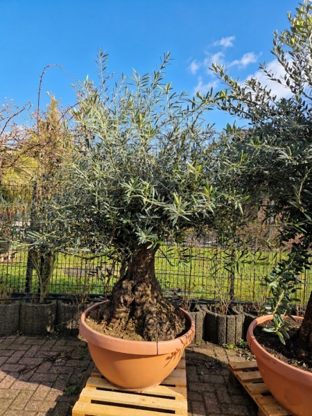 Olivenbaum-Hojiblanca--Nr-89